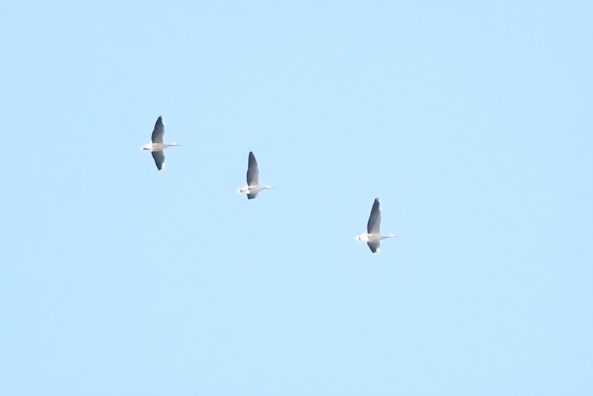 Гуска гірська - ML645299568