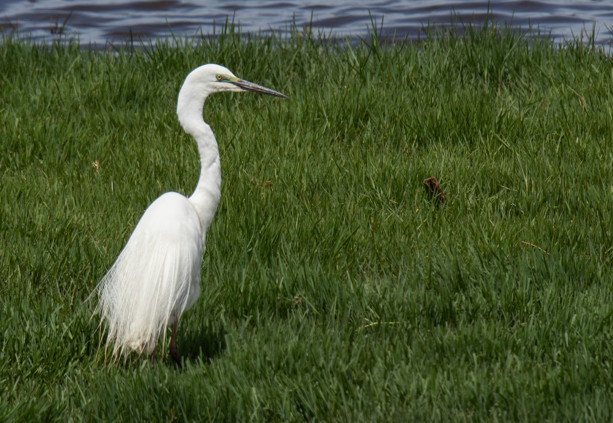 Great Egret - ML645299571