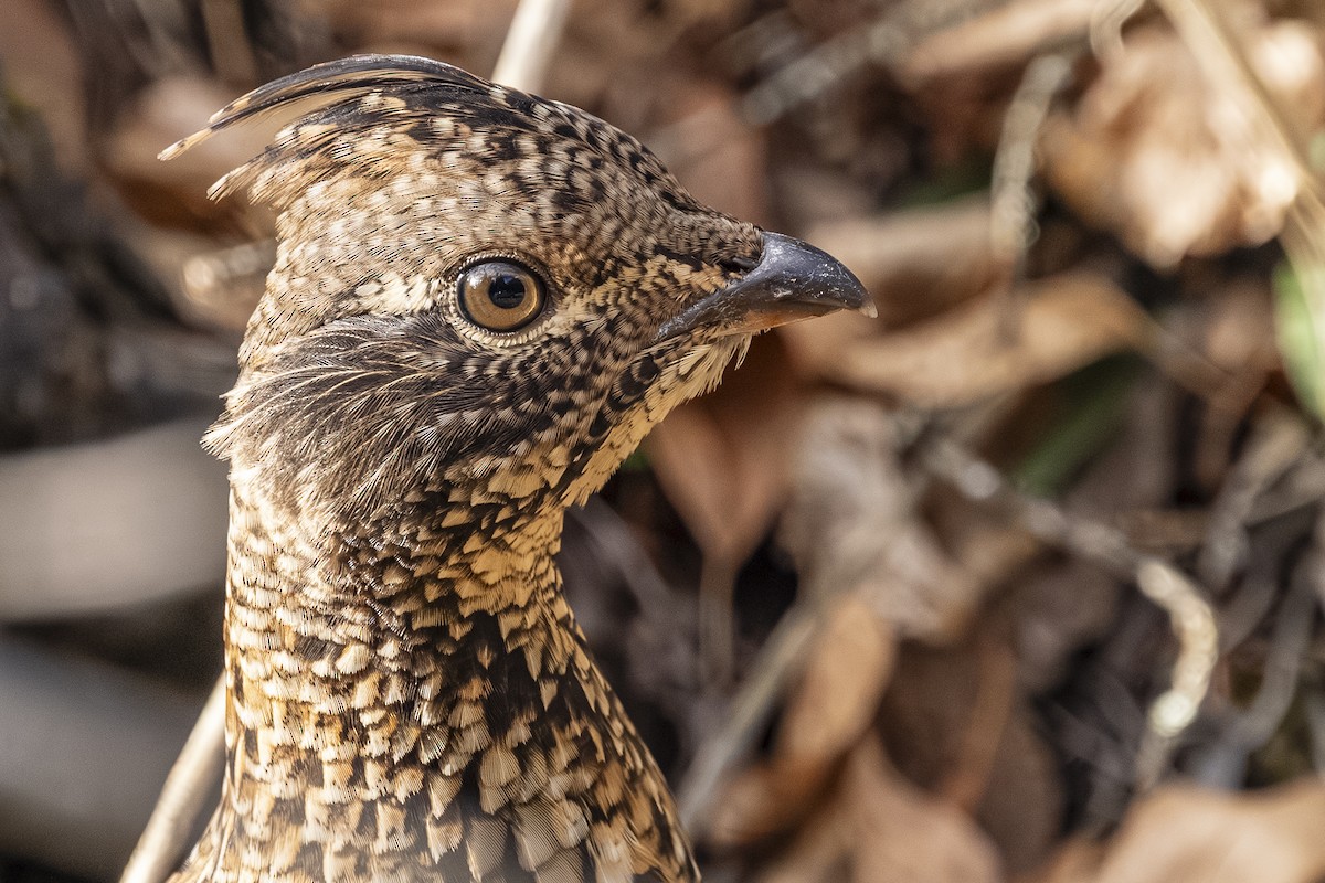 jeřábek kanadský - ML645299576