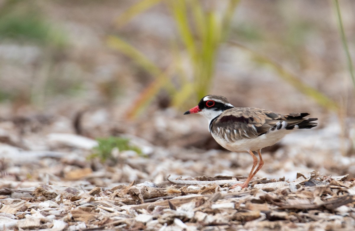 Black-fronted Dotterel - ML645299584