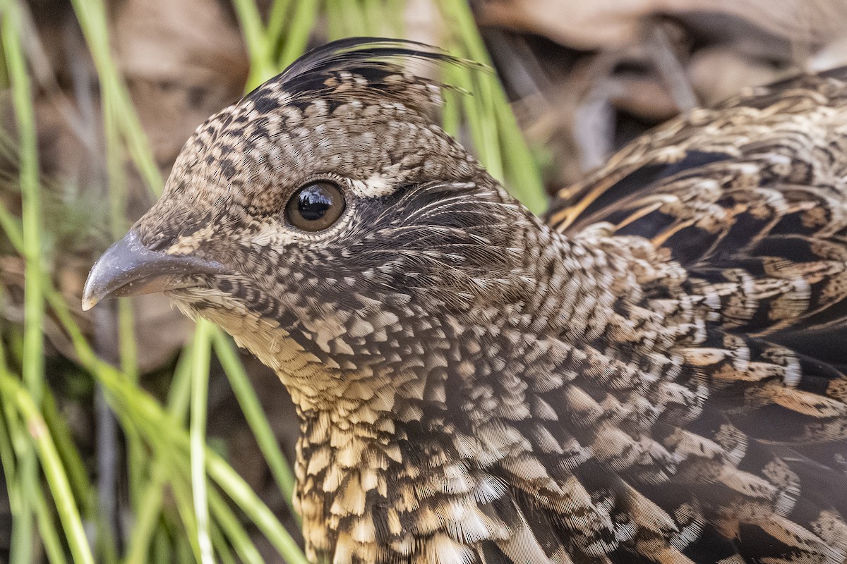 jeřábek kanadský - ML645299586