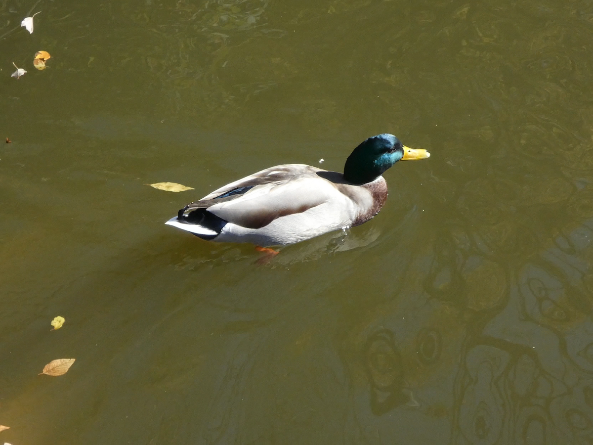 綠頭鴨 - ML645299590