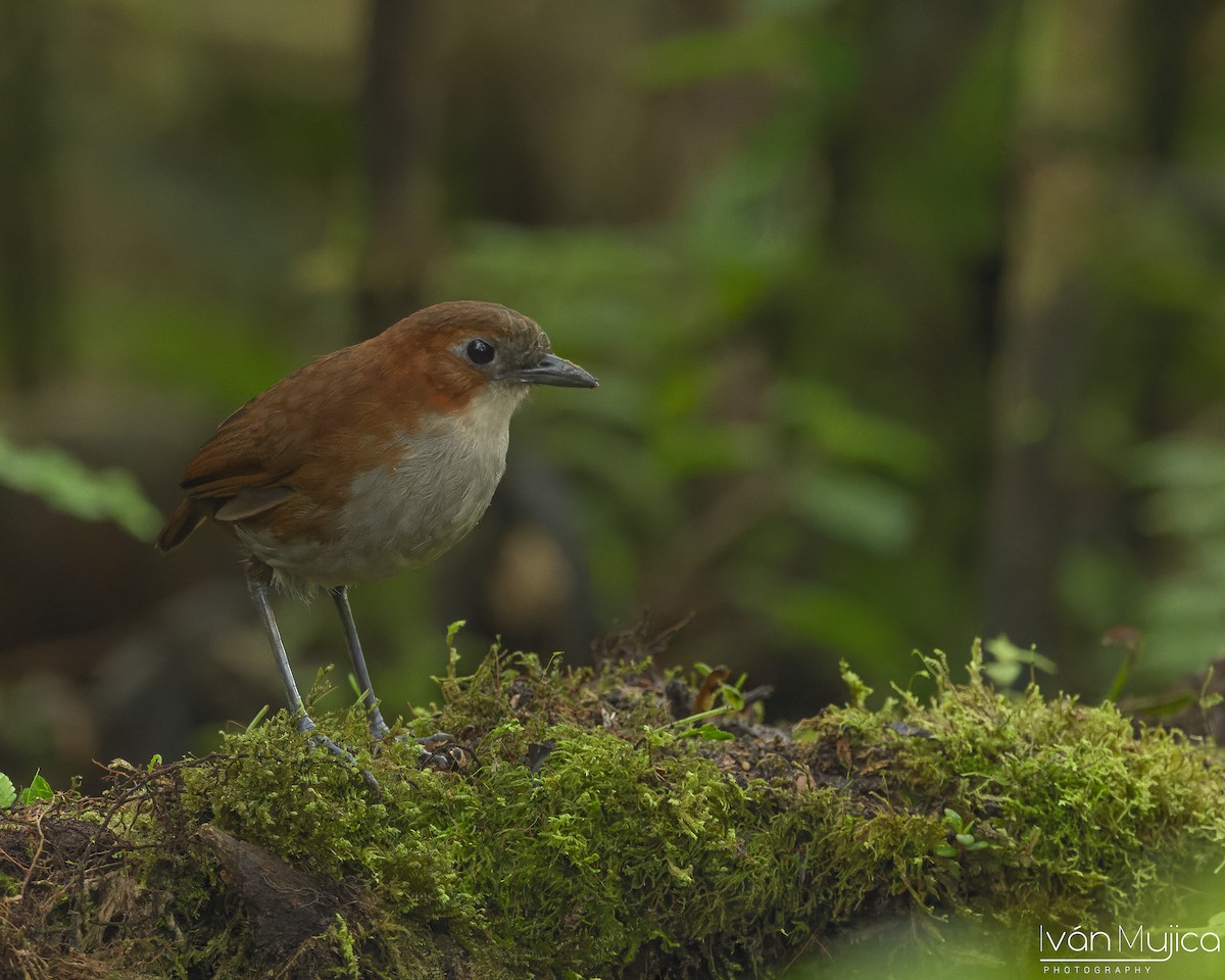 White-bellied Antpitta - ML645299593