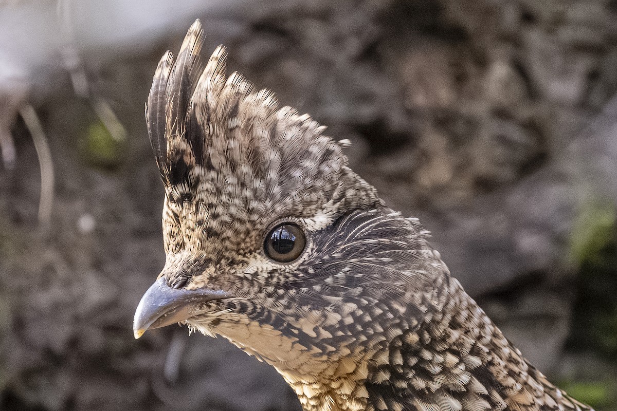 jeřábek kanadský - ML645299596