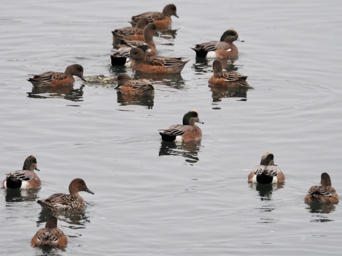 Свищ американський - ML645299601