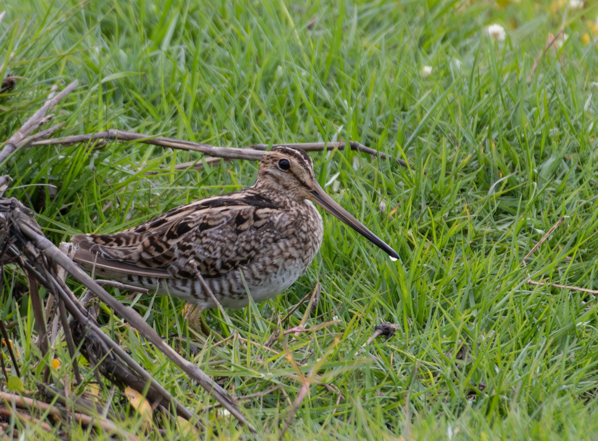 Latham's Snipe - ML645299607