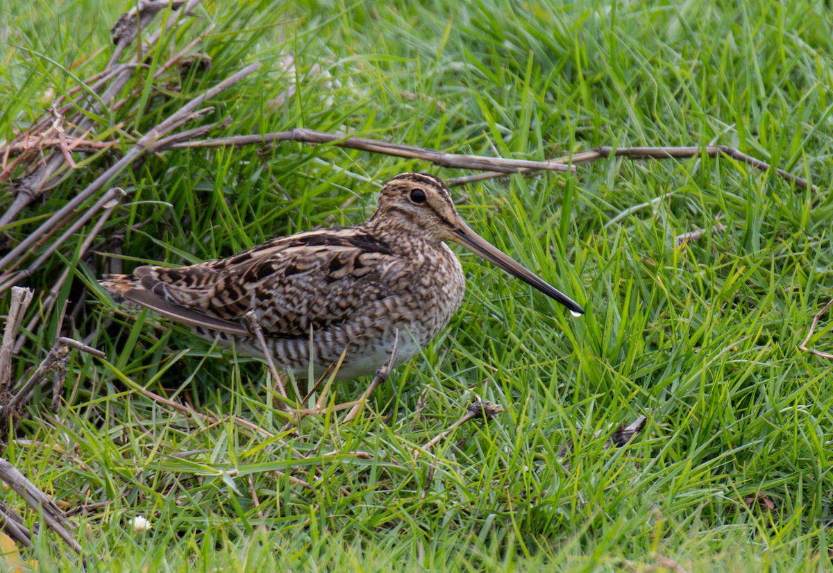 Latham's Snipe - ML645299609