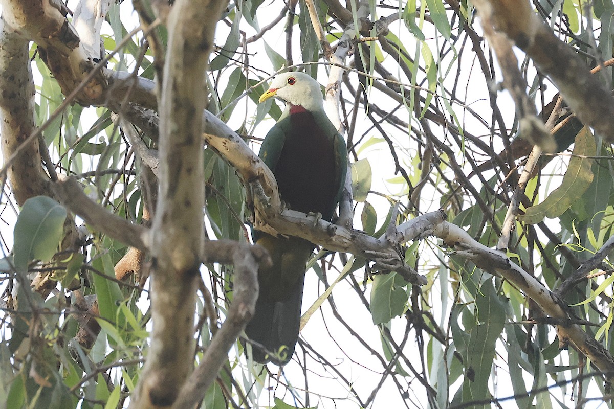 Mor Göğüslü Meyve Kumrusu - ML645299612