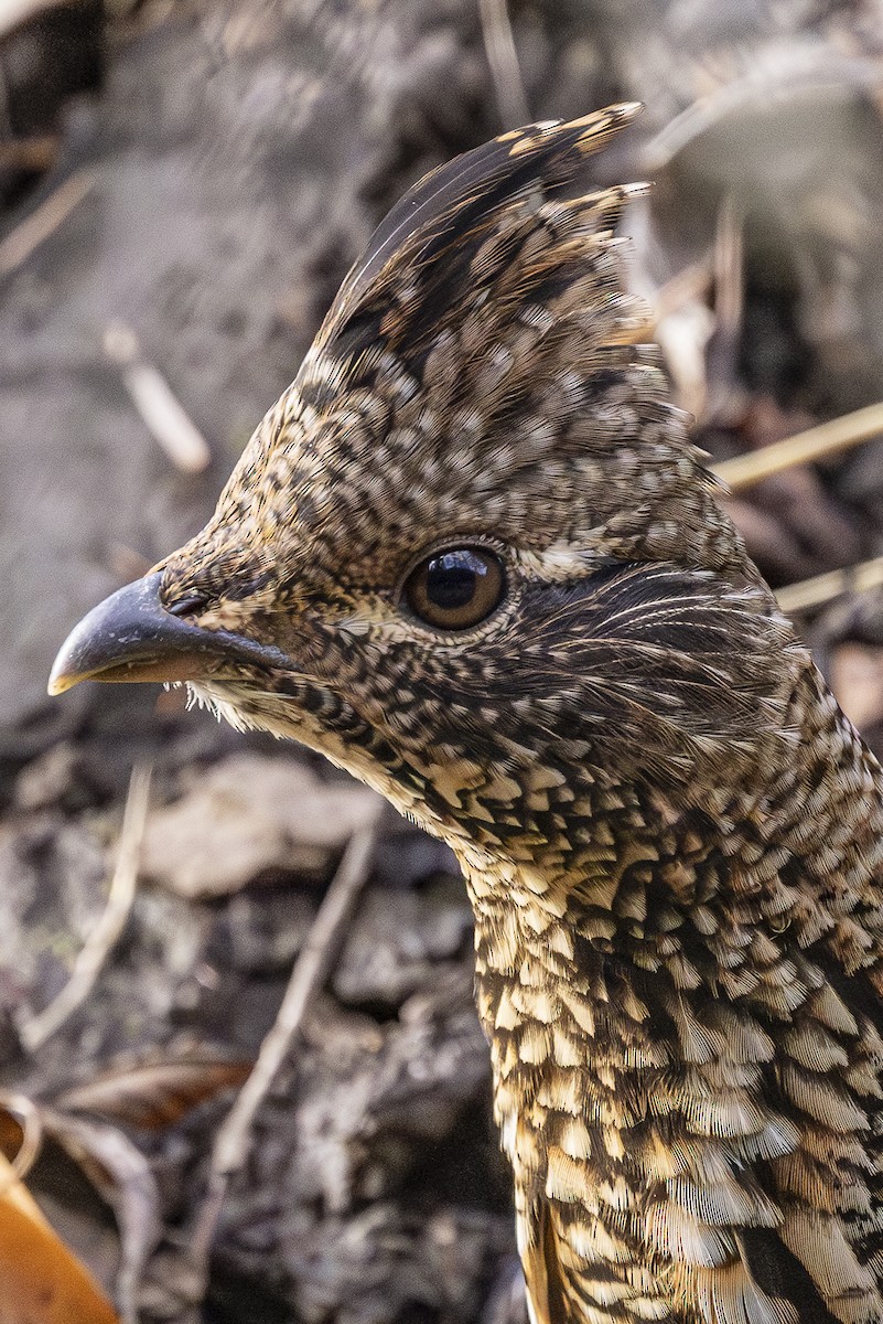 jeřábek kanadský - ML645299617