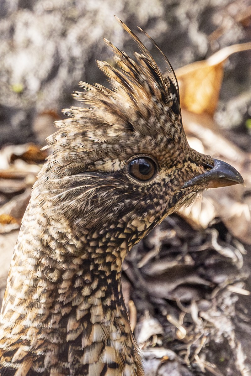 jeřábek kanadský - ML645299622