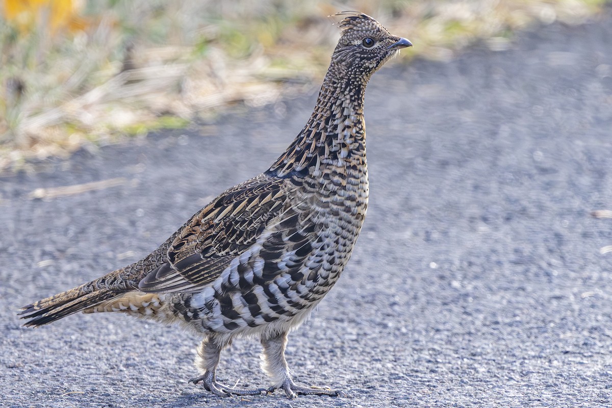 jeřábek kanadský - ML645299632