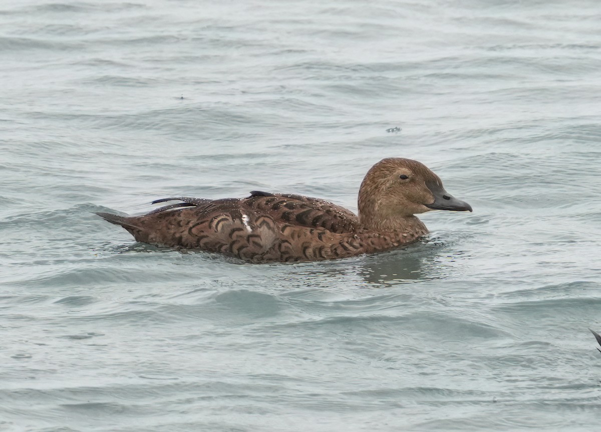 King Eider - ML645299634