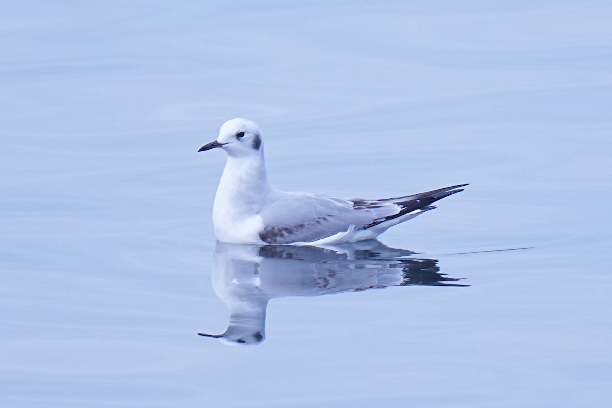 Bonaparte's Gull - ML645299646