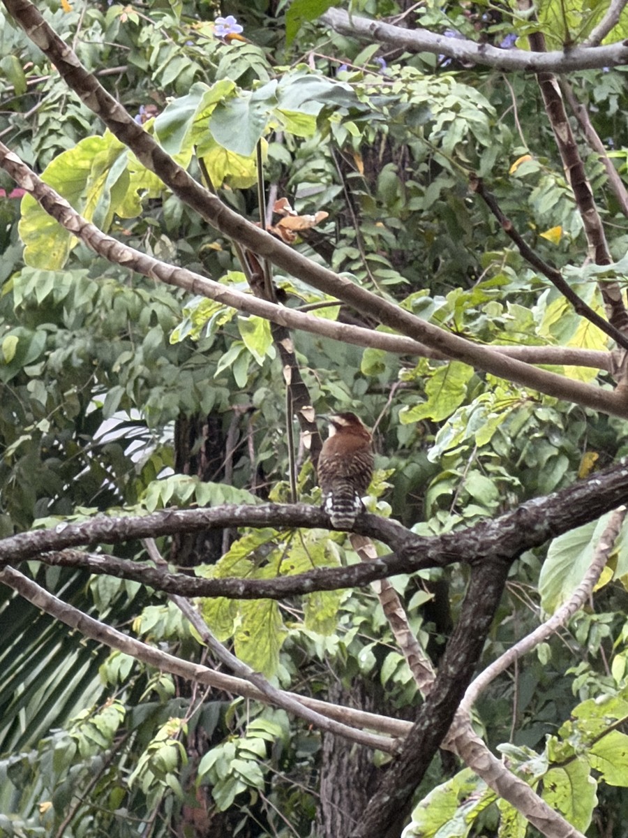 Rufous-backed Wren - ML645299649