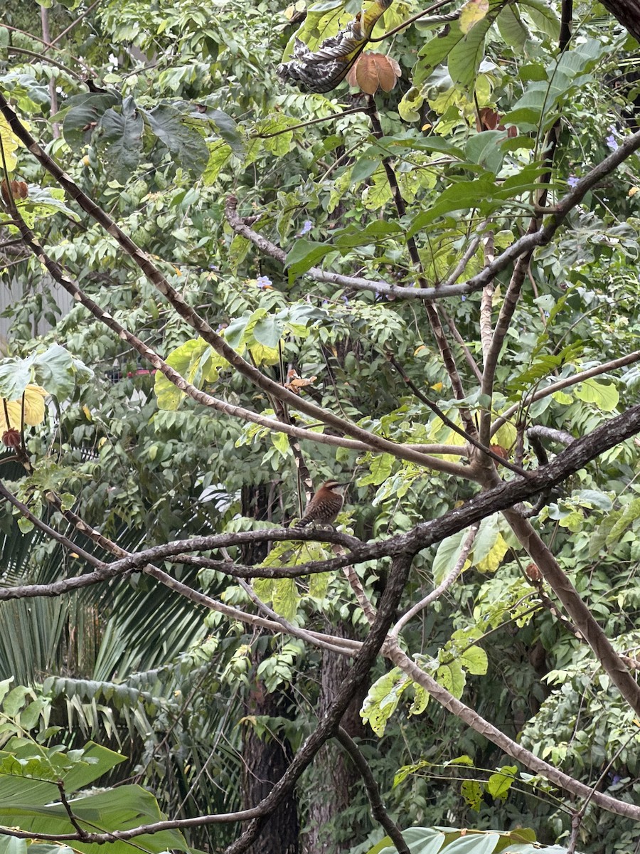 Rufous-backed Wren - ML645299650
