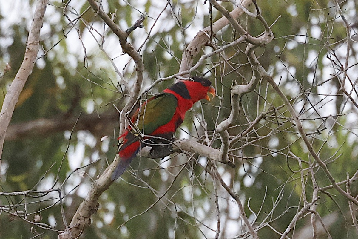オトメズグロインコ - ML645299665
