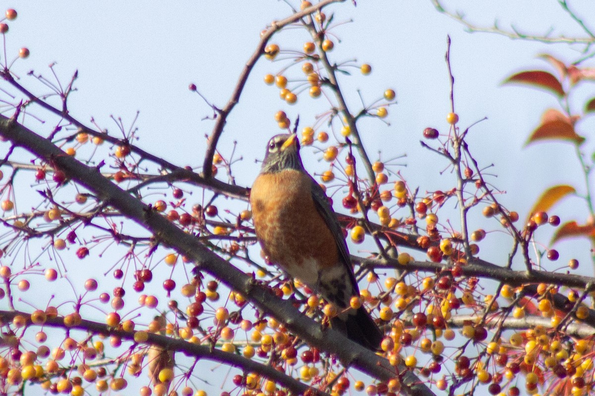 コマツグミ - ML645299668