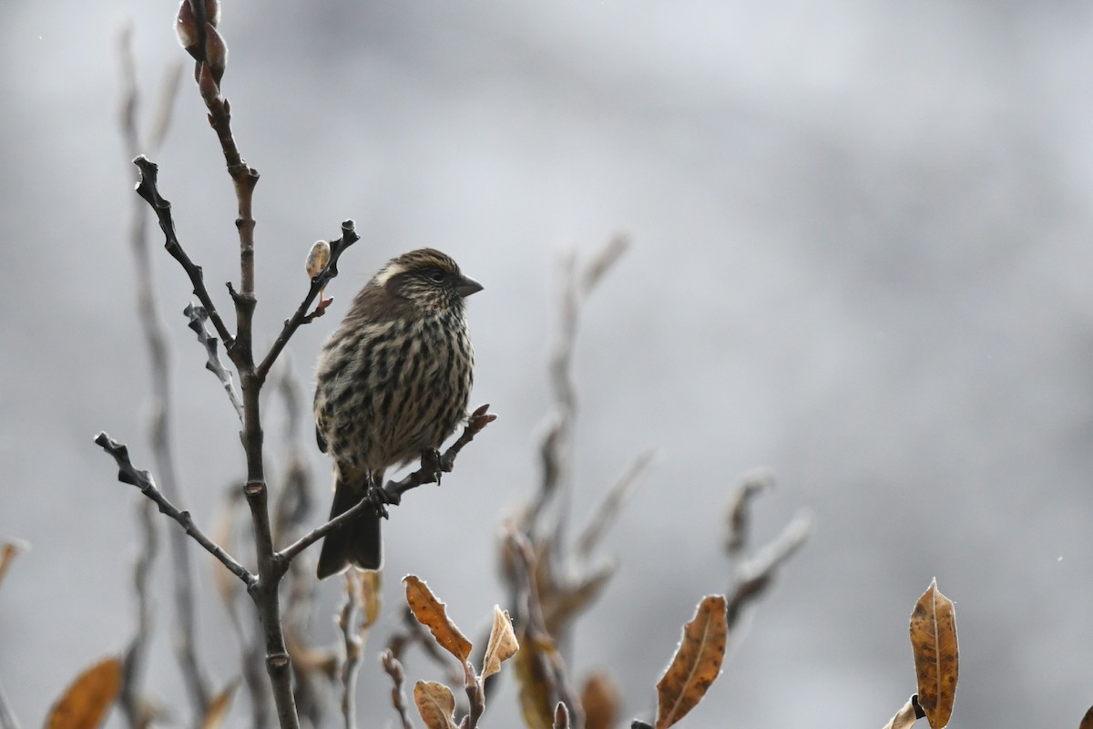 Чечевиця білоброва - ML645299669