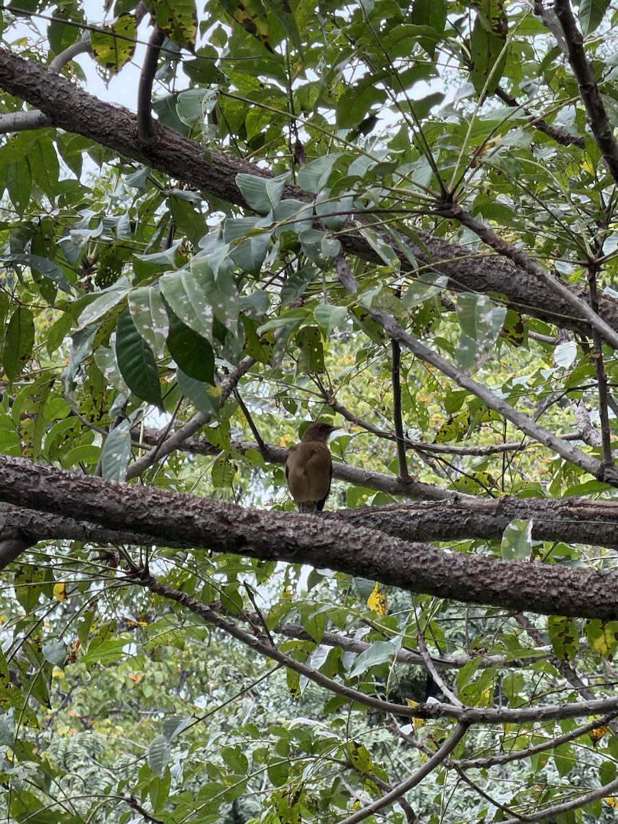 Merle fauve - ML645299673