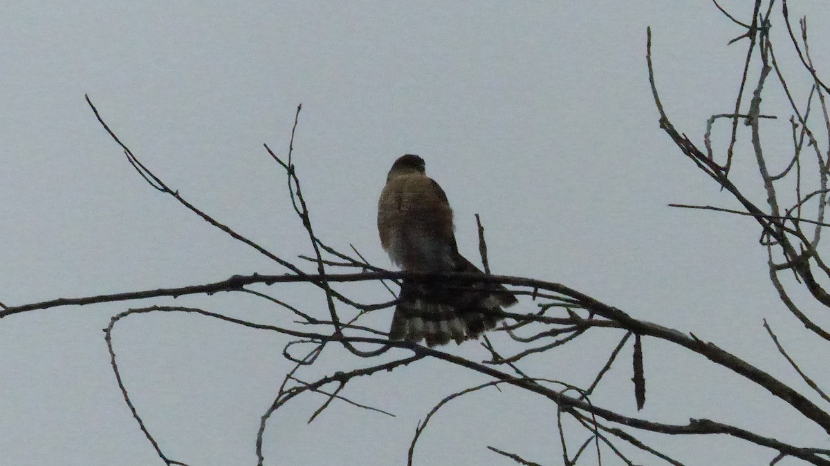 Amerika Atmacası - ML645299677