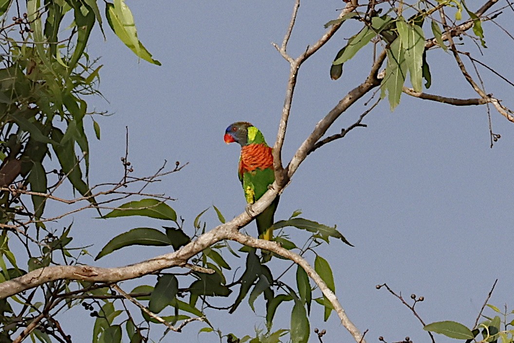 lori mnohobarvý - ML645299679