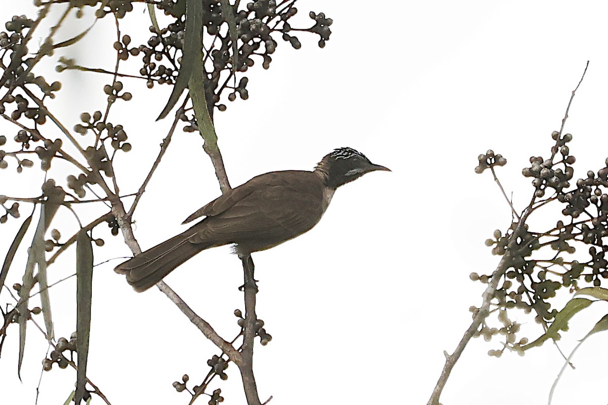 Mielero Cabecirrayado - ML645299685