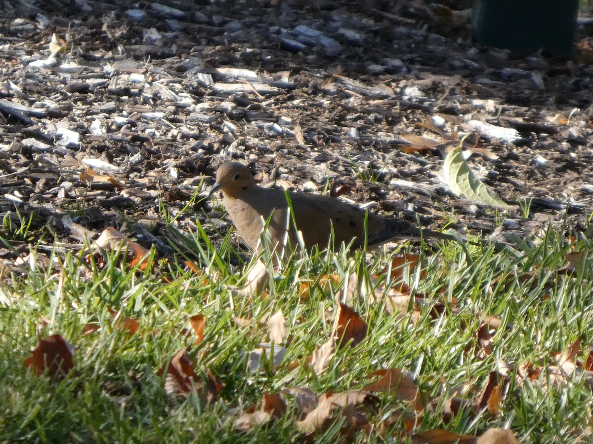 Mourning Dove - ML645299696