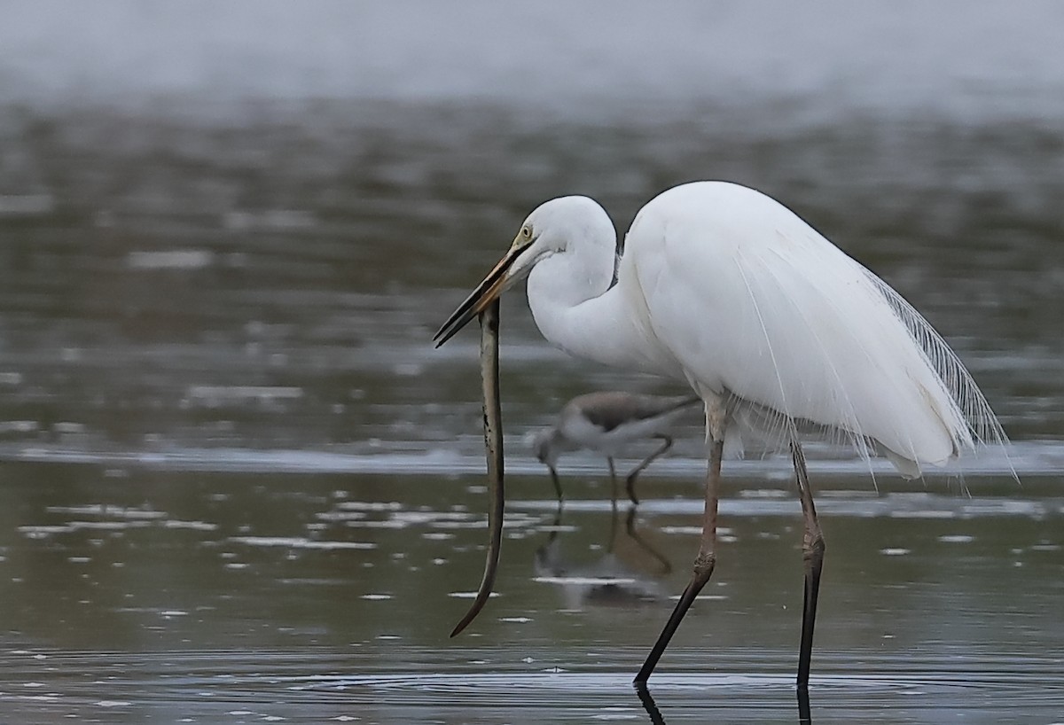 Great Egret - ML645299707
