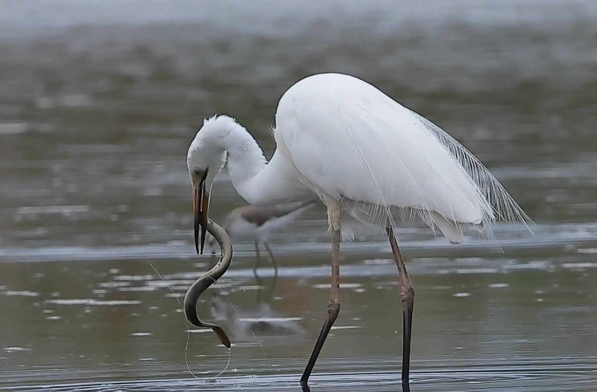 Great Egret - ML645299708