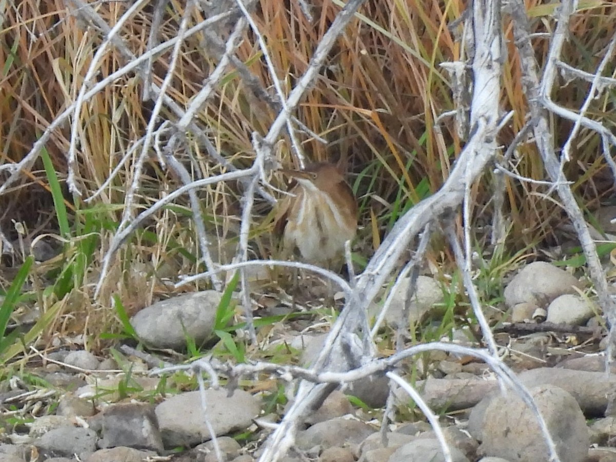 Least Bittern - ML645299710