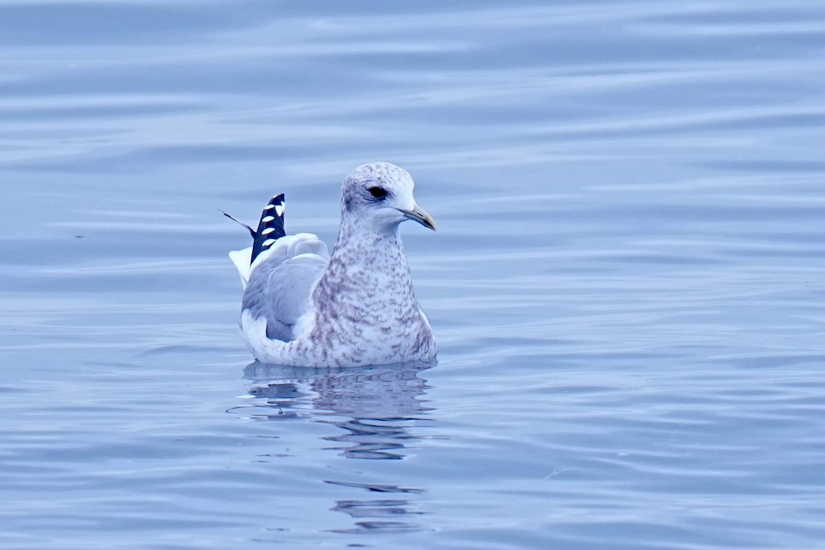 Short-billed Gull - ML645299717