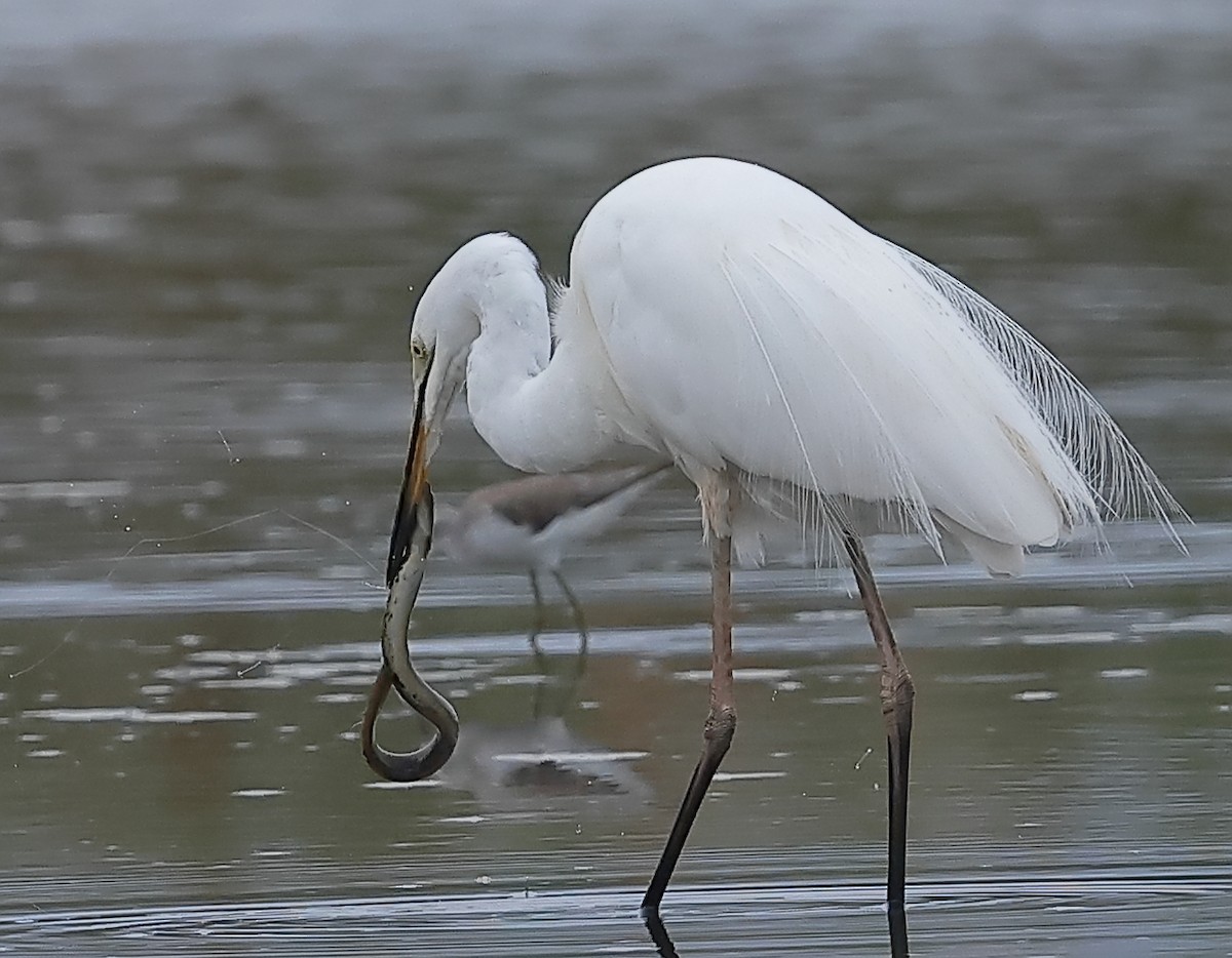 Great Egret - ML645299721