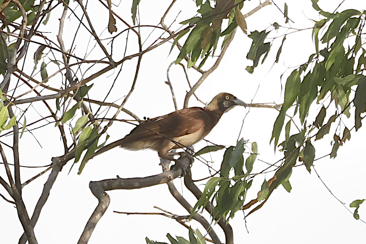 Raggiana Bird-of-Paradise - ML645299732