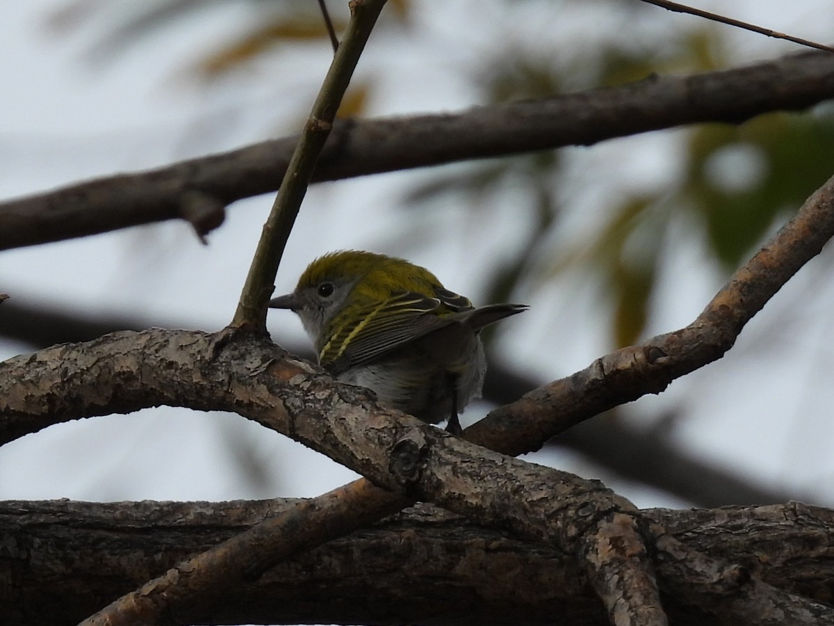 Chestnut-sided Warbler - ML645299735