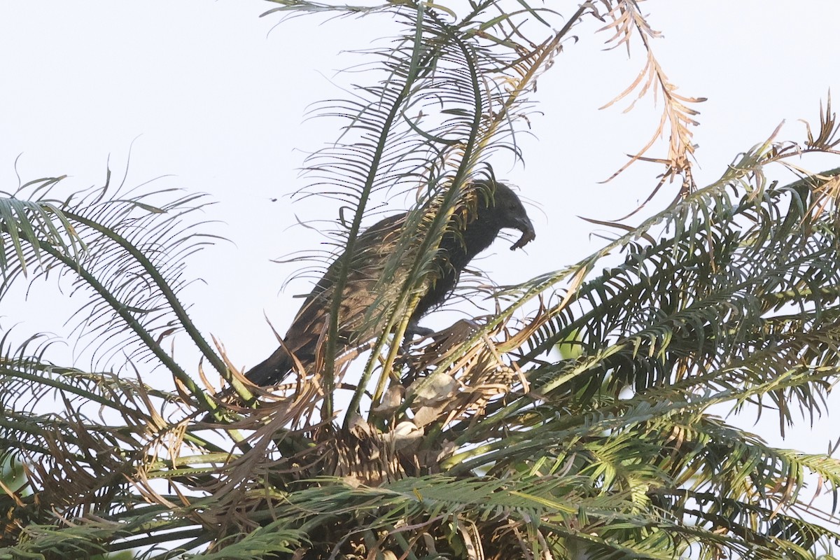 Torresian Crow - ML645299738