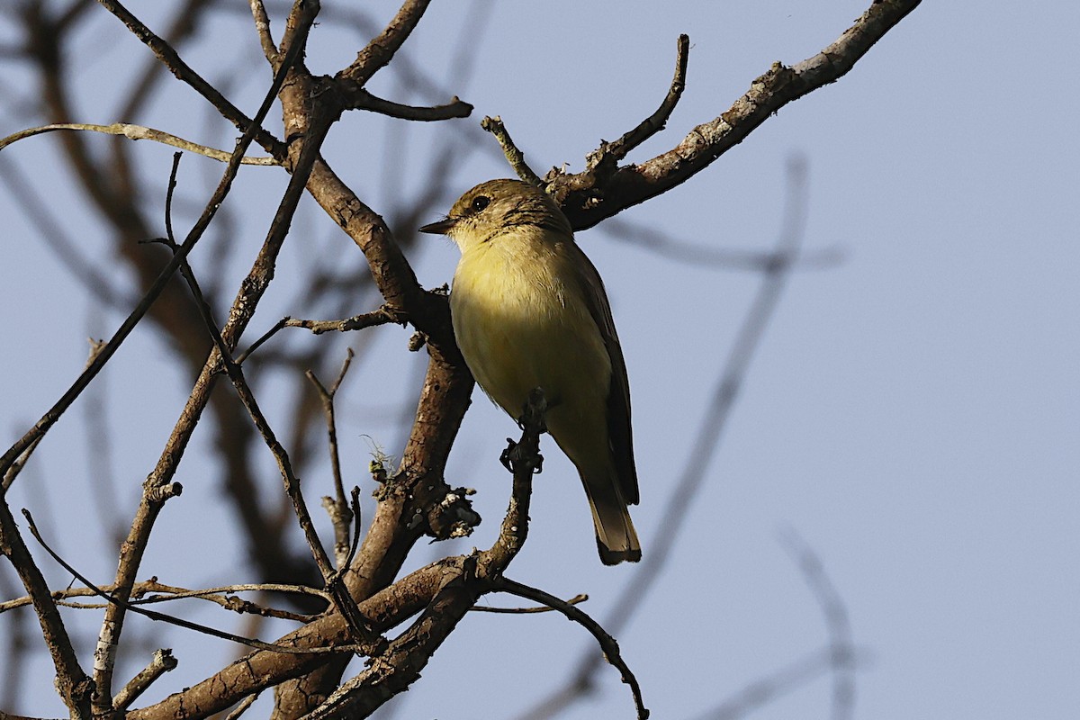 Lemon-bellied Flyrobin - ML645299744