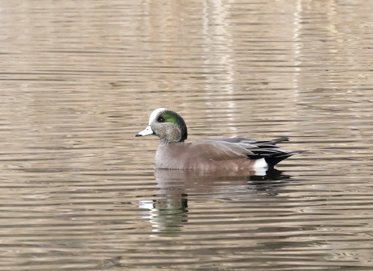 Свищ американський - ML645299745