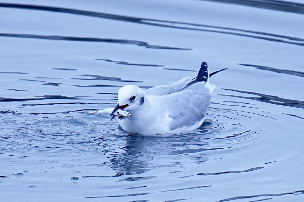 Bonaparte's Gull - ML645299746