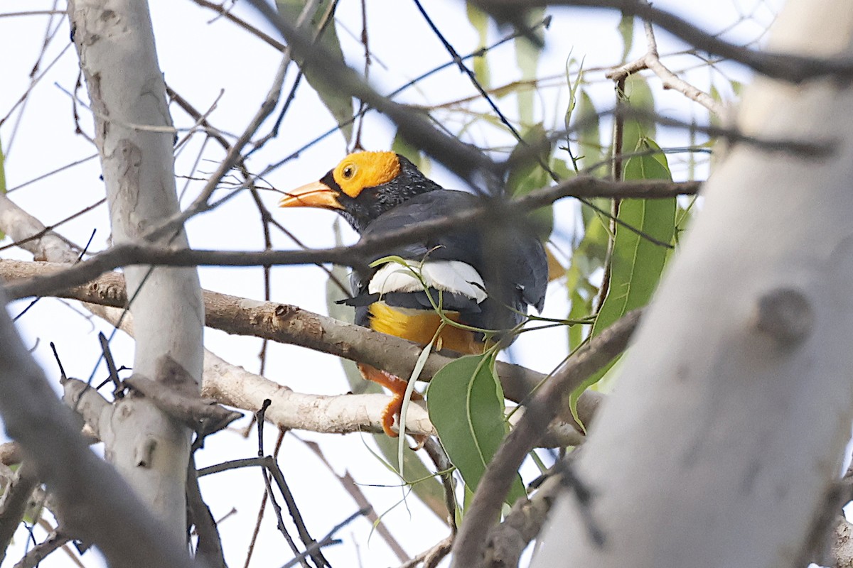 Yellow-faced Myna - ML645299748