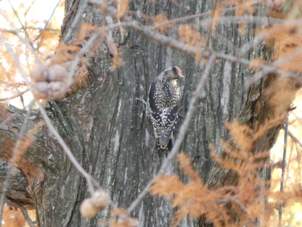 Yellow-bellied Sapsucker - ML645299755