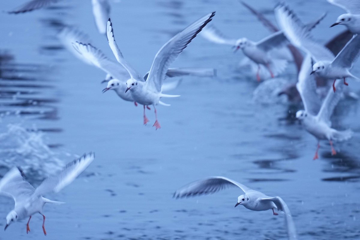 Bonaparte's Gull - ML645299774