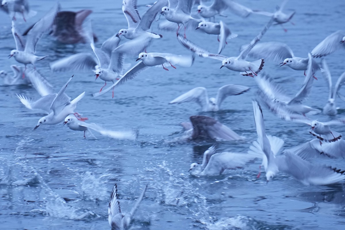 Bonaparte's Gull - ML645299777