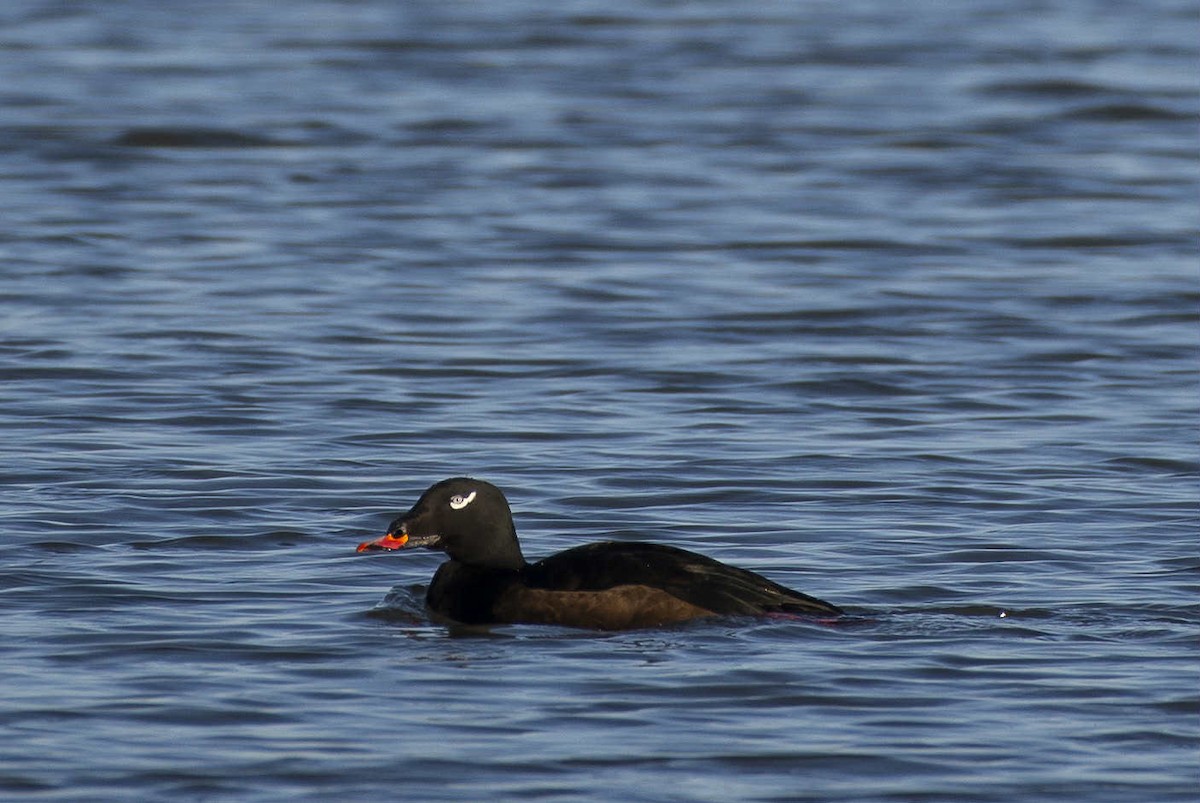 turpan kanadský - ML645299778