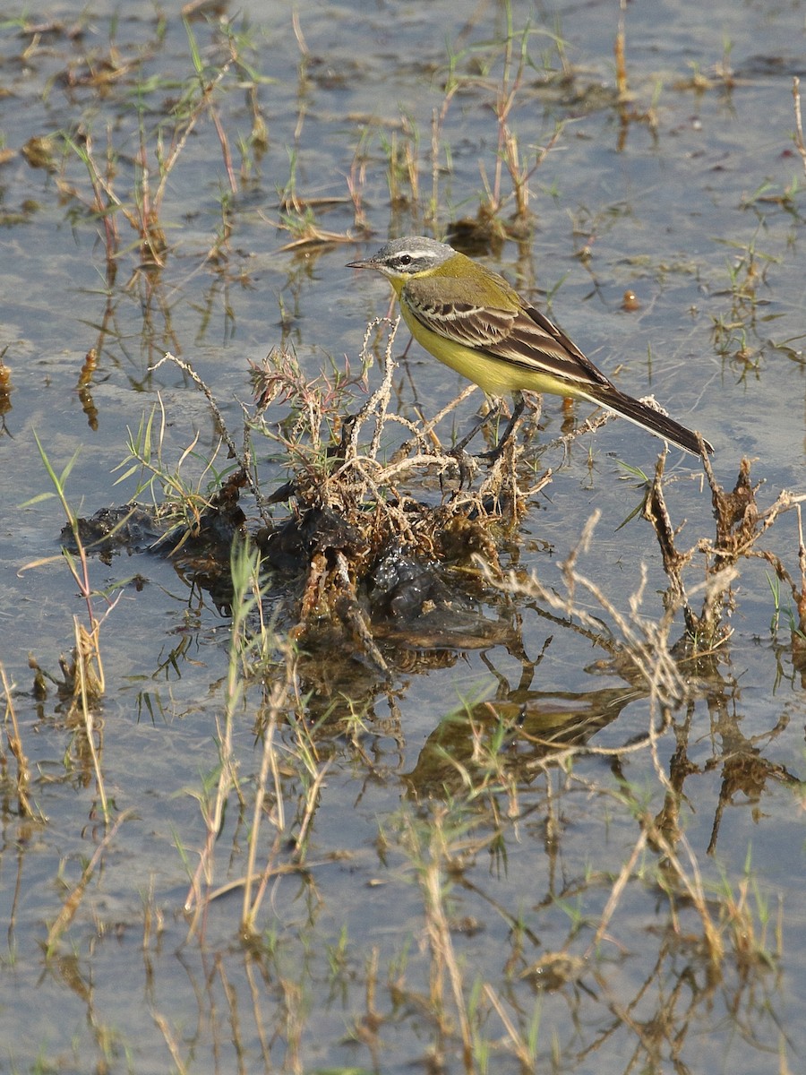 Western Yellow Wagtail - ML645299791