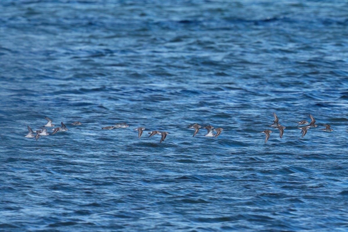Red-necked Stint - ML645299808