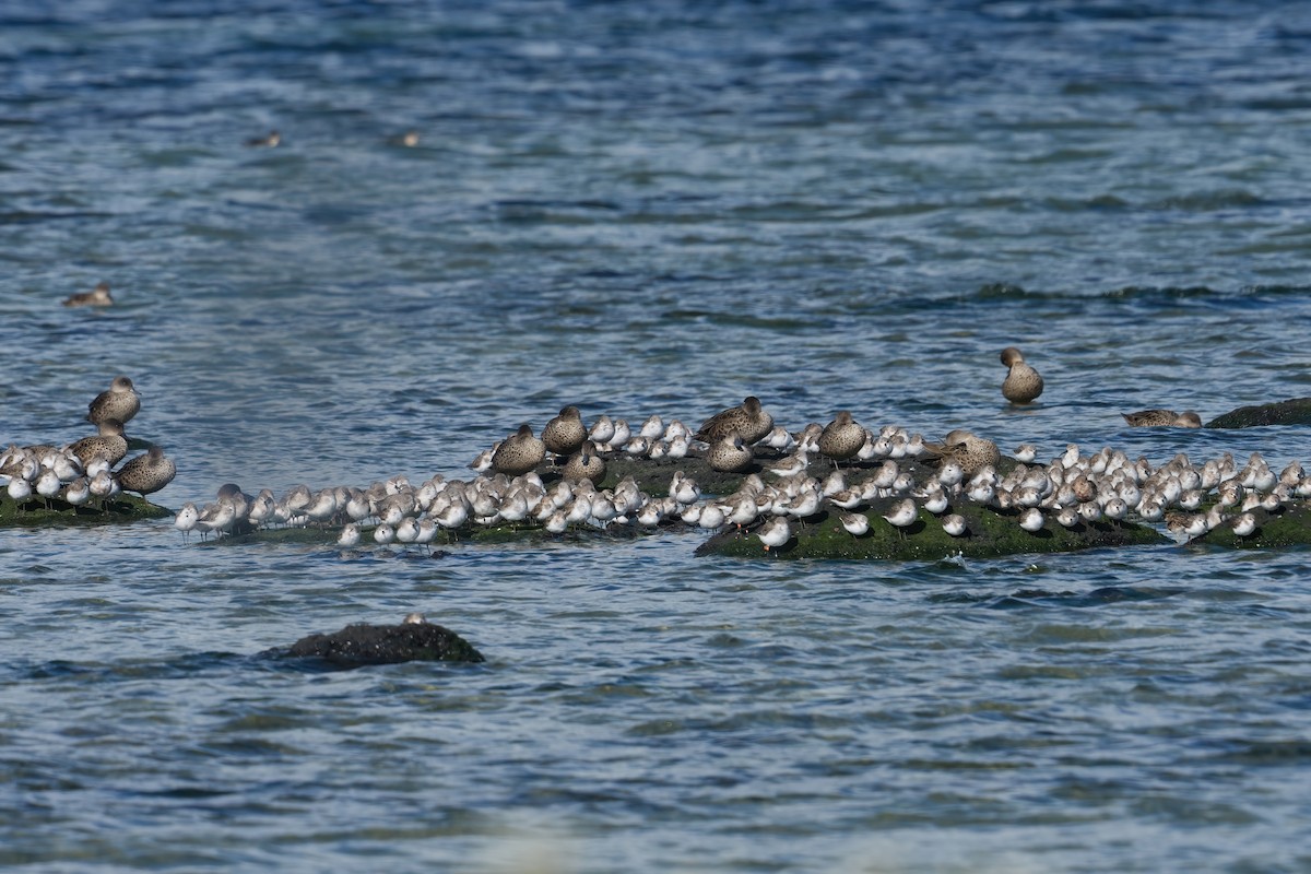 Red-necked Stint - ML645299809