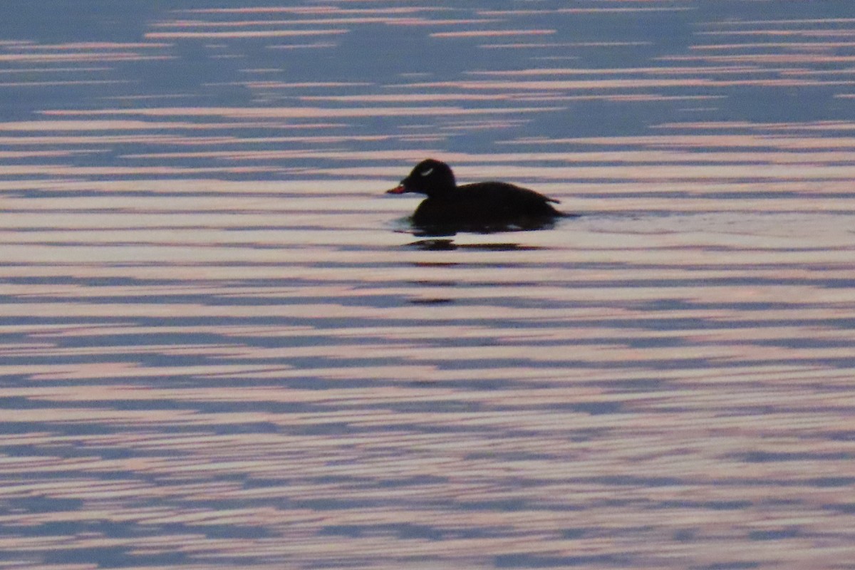 turpan kanadský - ML645299818