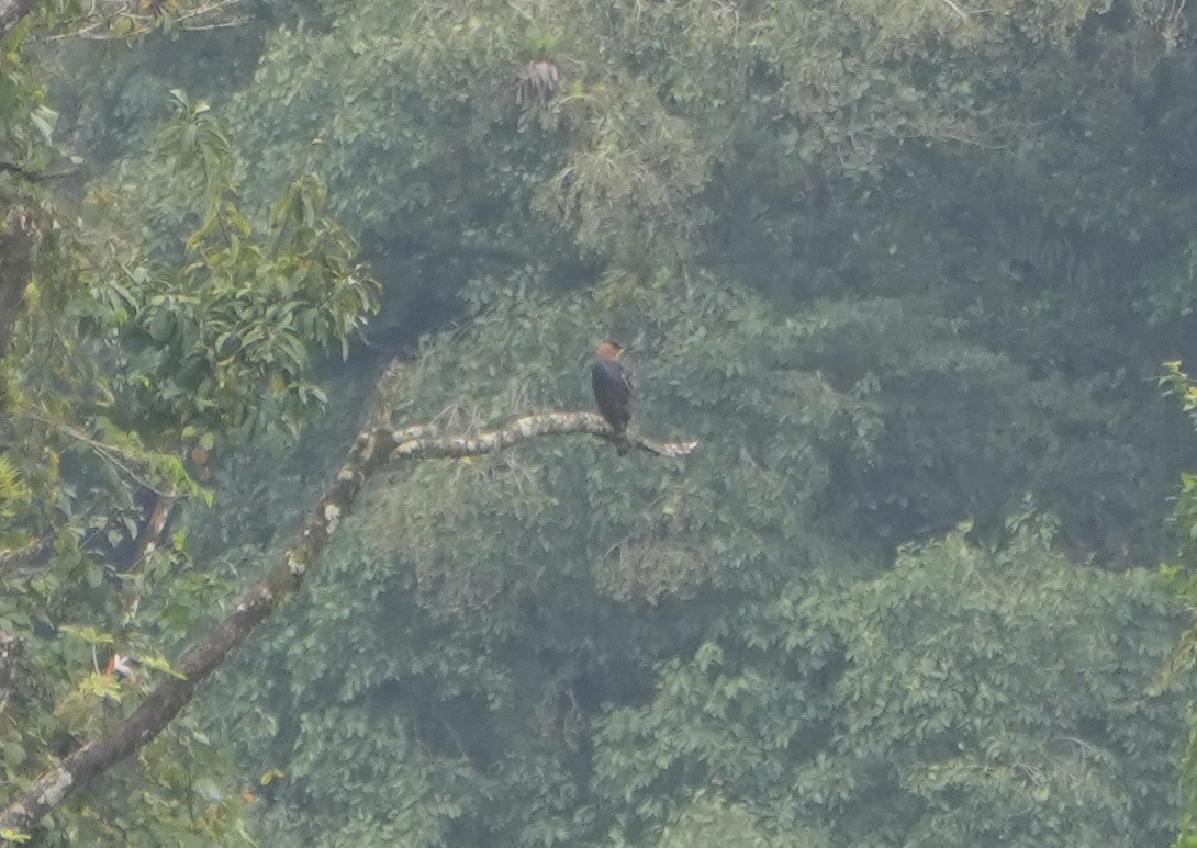 アカエリクマタカ - ML645299827