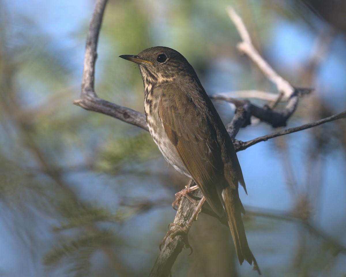 Grive solitaire - ML645299832