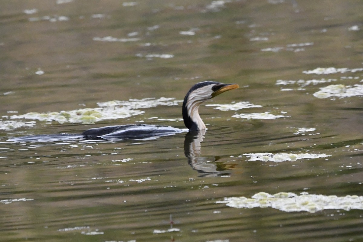 Kräuselscharbe - ML645299833